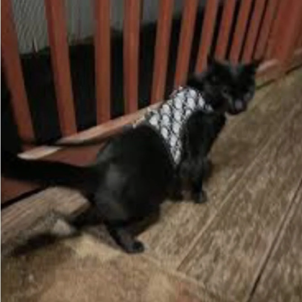 Skull Pattern Cat Harness with Leash